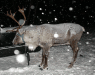 Thumbnail photo of Reindeer.JPG