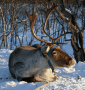 Thumbnail photo of Reindeer_2.JPG